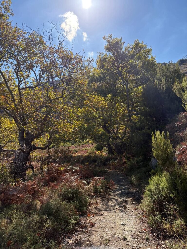 Kournas Village Unexpected Forest