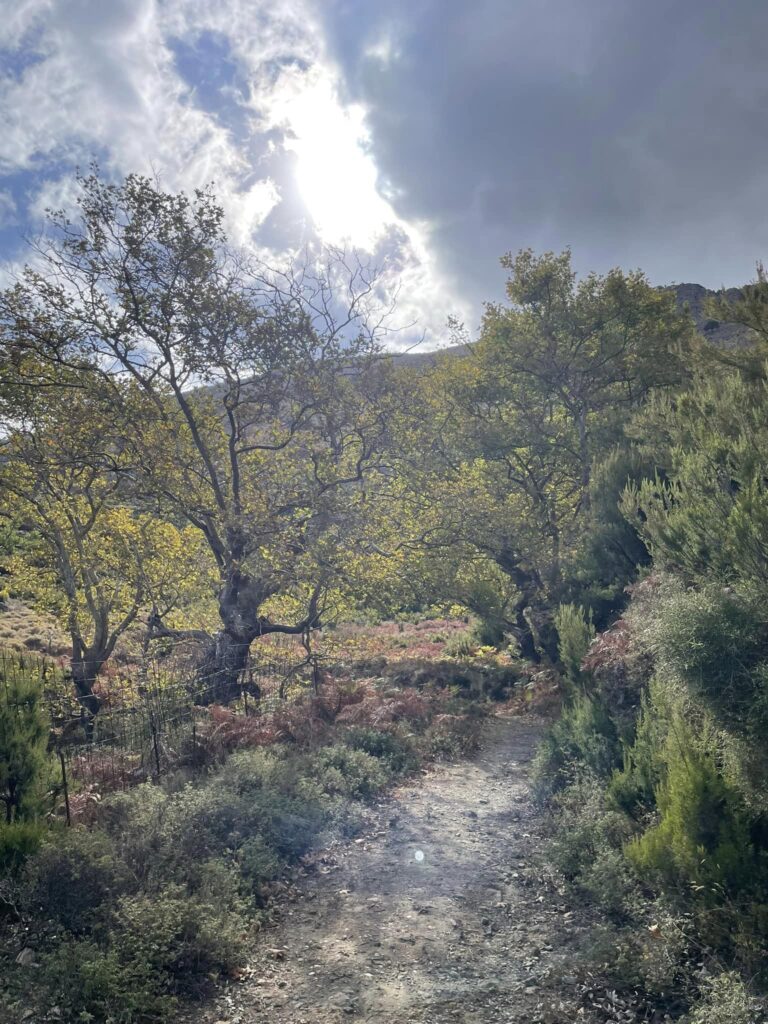 Kournas Village Unexpected Forest