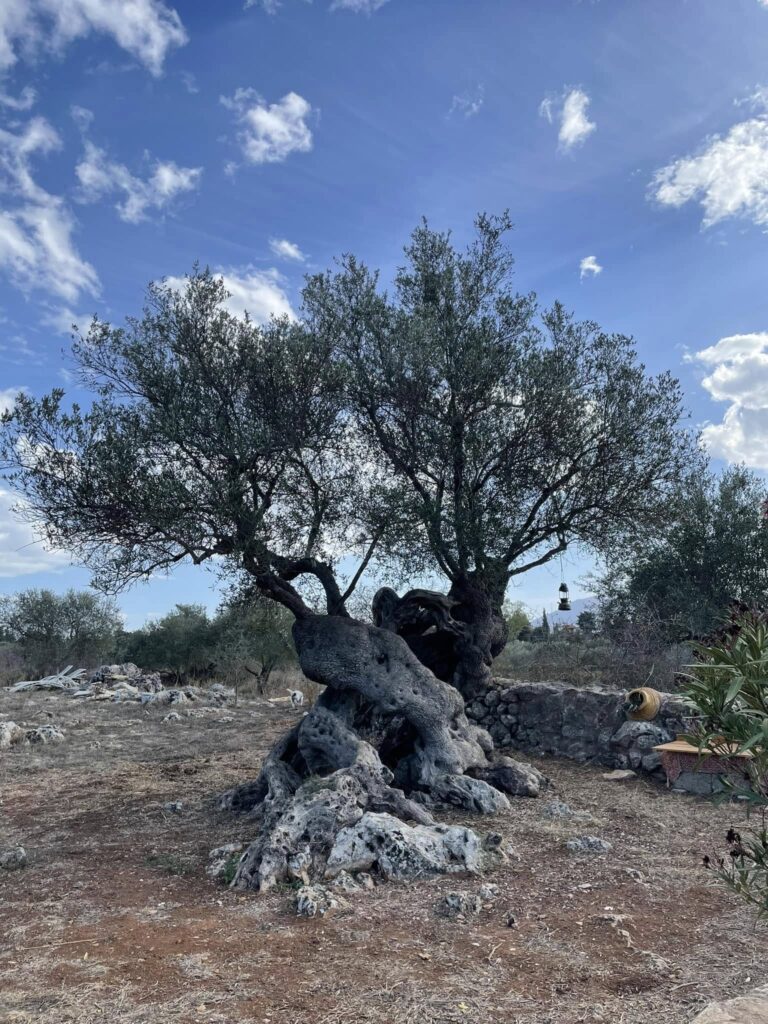 Kefalas forest and soap making