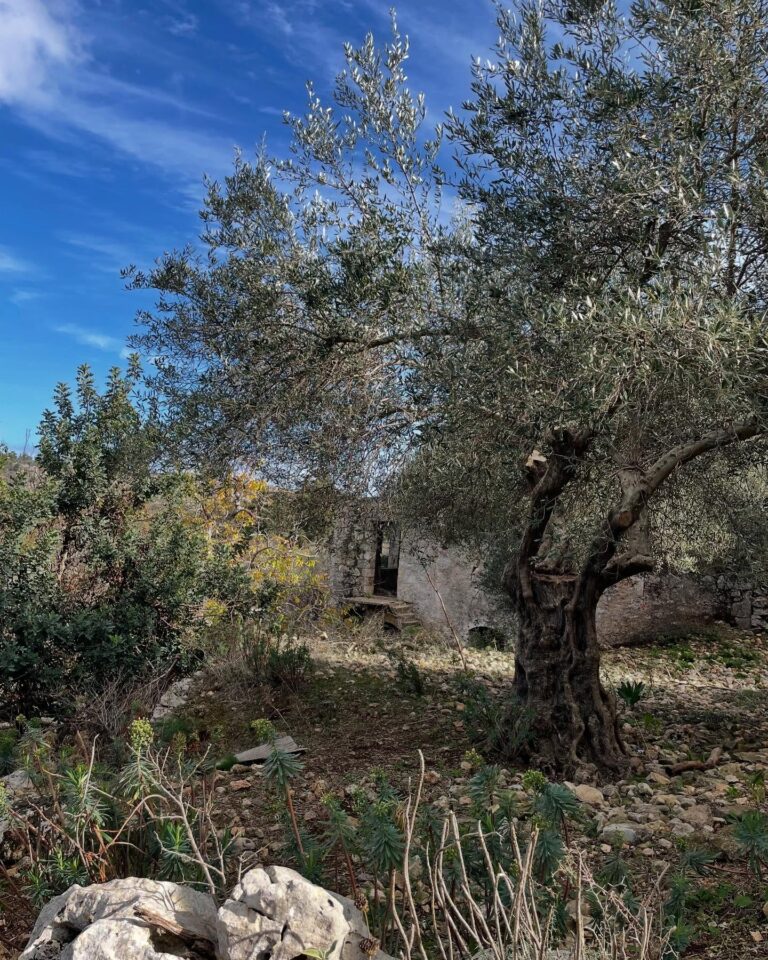 Kefalas forest and soap making