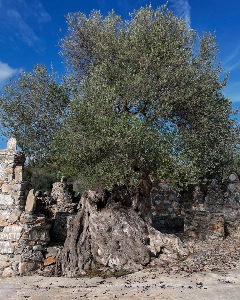 Kefalas forest and soap making